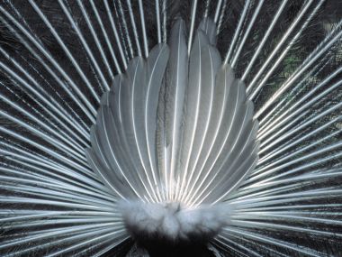 Black_and_White_Study_of_a_Male_Peacock