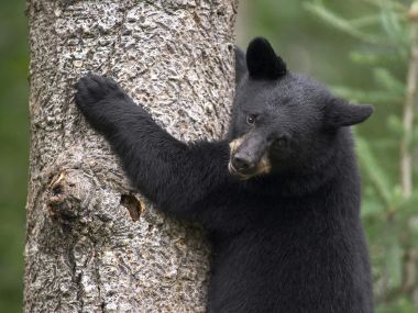 Black_Bear_Cub_Orr_Minnesota