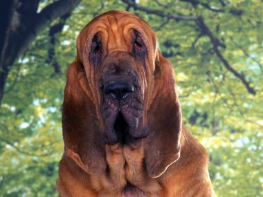 Bloodhound