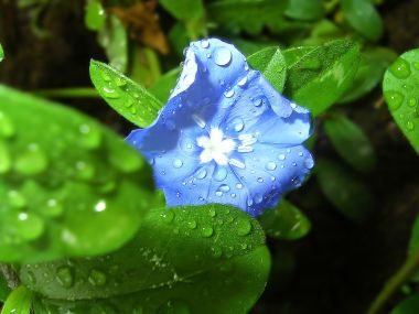 Blue_Flower