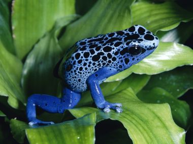 Blue_Poison_Dart_Frog