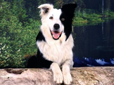 Border_Collie