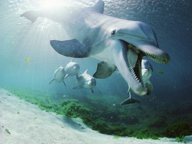 Bottlenose_Dolphins_Hawaii