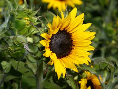 Brilliant_Sunflower