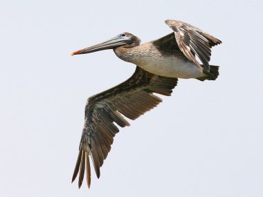 Brown_Pelican_Carmel_California