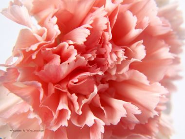 Carnation_flower_photo_0