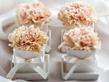 Carnation_flower_photo_09
