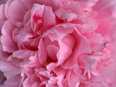 Carnation_flower_photo_1020