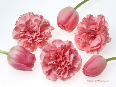 Carnation_flower_photo_11