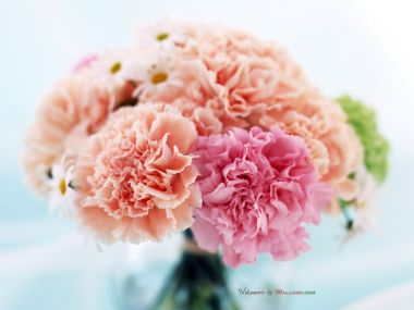 Carnation_flower_photo__14007