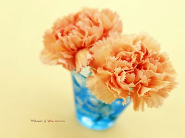 Carnation_flower_photo__14012