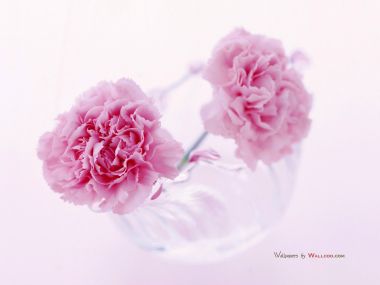 Carnation_flower_photo__14020