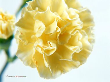Carnation_flower_photo_3