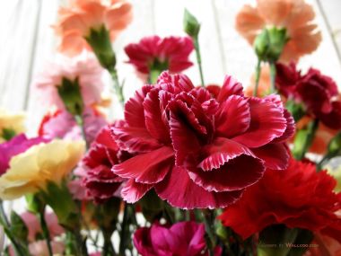 Carnation_flower_photo_54814aEzPwE_fs