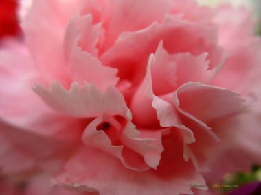 Carnation_flower_photo_54814aGzHuA_fs