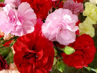 Carnation_flower_photo_54814AqcmhW_fs
