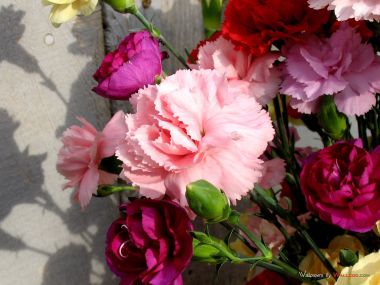 Carnation_flower_photo_54814JtJOTI_fs