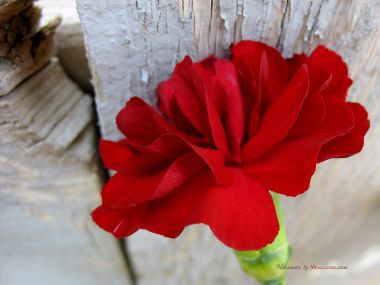 Carnation_flower_photo_54814jwufMV_fs