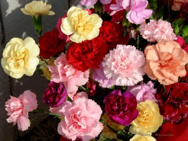 Carnation_flower_photo_54814mOjWSp_fs