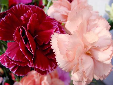 Carnation_flower_photo_54814XyvSTWa_fs