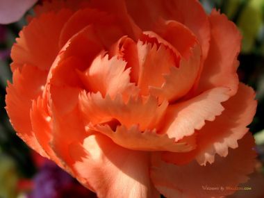 Carnation_flower_photo_54814yCuhbf_fs