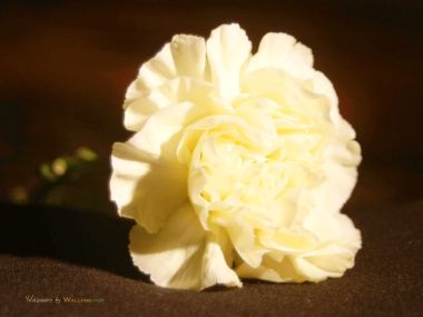 Carnation_flower_photo_56505rZhJYo_fs