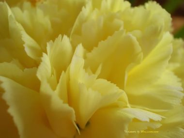 Carnation_flower_photo_62368YjKGcZ_fs