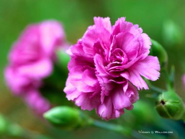 Carnation_flower_photo_90054QkGXsn_fs
