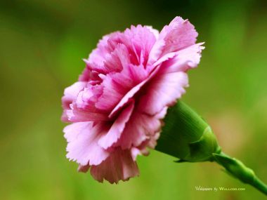 Carnation_flower_photo_90054qvmiDtb_fs