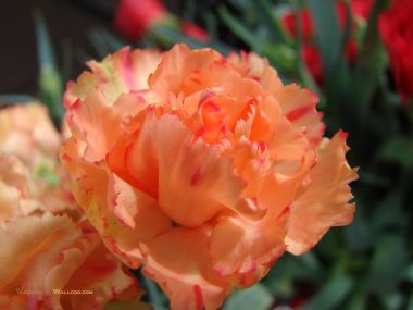 Carnation_flower_photo_95645JyqdvMa_fs