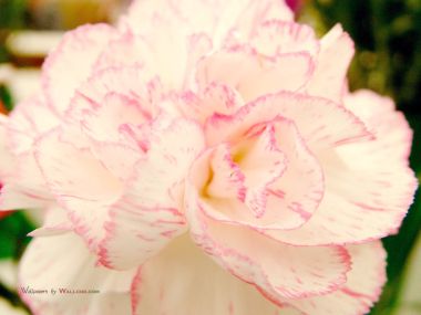 Carnation_flower_photo_96959CccNkz_fs