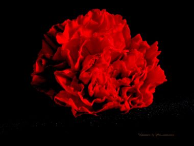 Carnation_flower_photo_by_drummsz