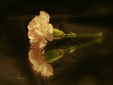 Carnation_flower_photo_ection