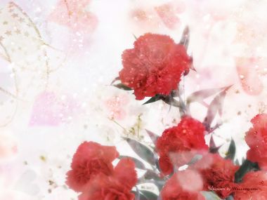 Carnation_flower_photo_HS083_350Acc