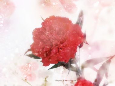 Carnation_flower_photo_HS083_350Accss