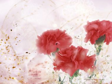 Carnation_flower_photo_HS084_350AA