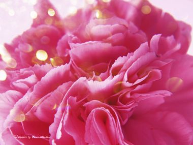 Carnation_flower_photo_HS085_350Acc