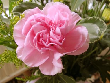 Carnation_flower_photo_r_fs