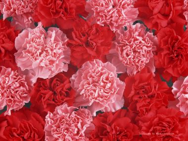 Carnation_flower_photo_Vol_091_DT039a