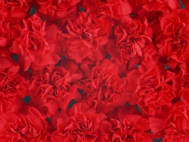 Carnation_flower_photo_Vol_091_DT040b