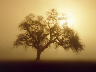 Central_California_Sunrise