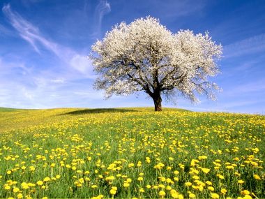 Cherry_Tree_and_Dandelion_Meadow_Zug_Canton_Switzerland