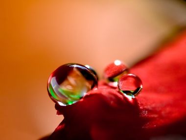 Close_up_waterdrop_on_flower_cb_38_hannah