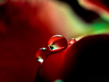 Close_up_waterdrop_on_flower_cb_wp_12_hannah