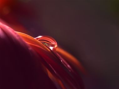 Close_up_waterdrop_on_flower_cb_wp4