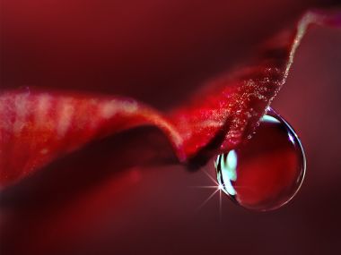 Close_up_waterdrop_on_flower_cb35