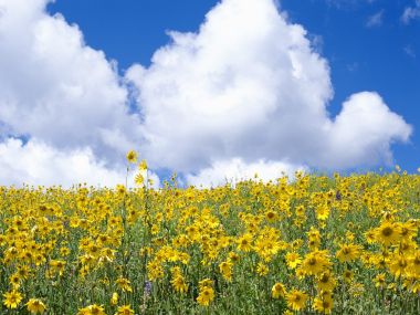 Colorado_Wildflowers_zQSCsJGtkrJ6