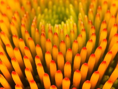 Coneflower_Pattern