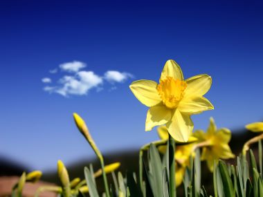 Daffodil_Days