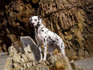 Dalmatian_on_Rocky_Beach
